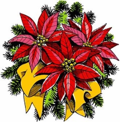 Poinsettias